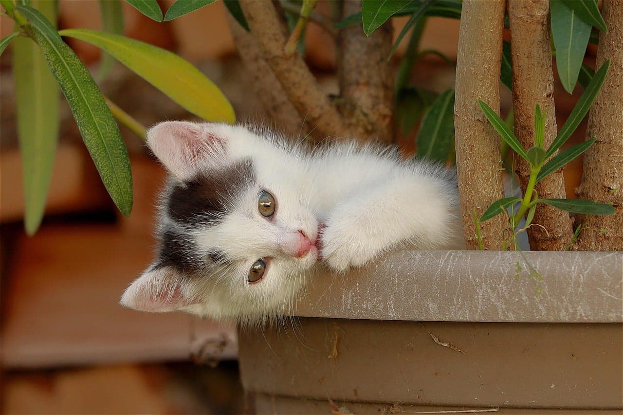 Garden Talk: Finding harmony with people, plants and pets