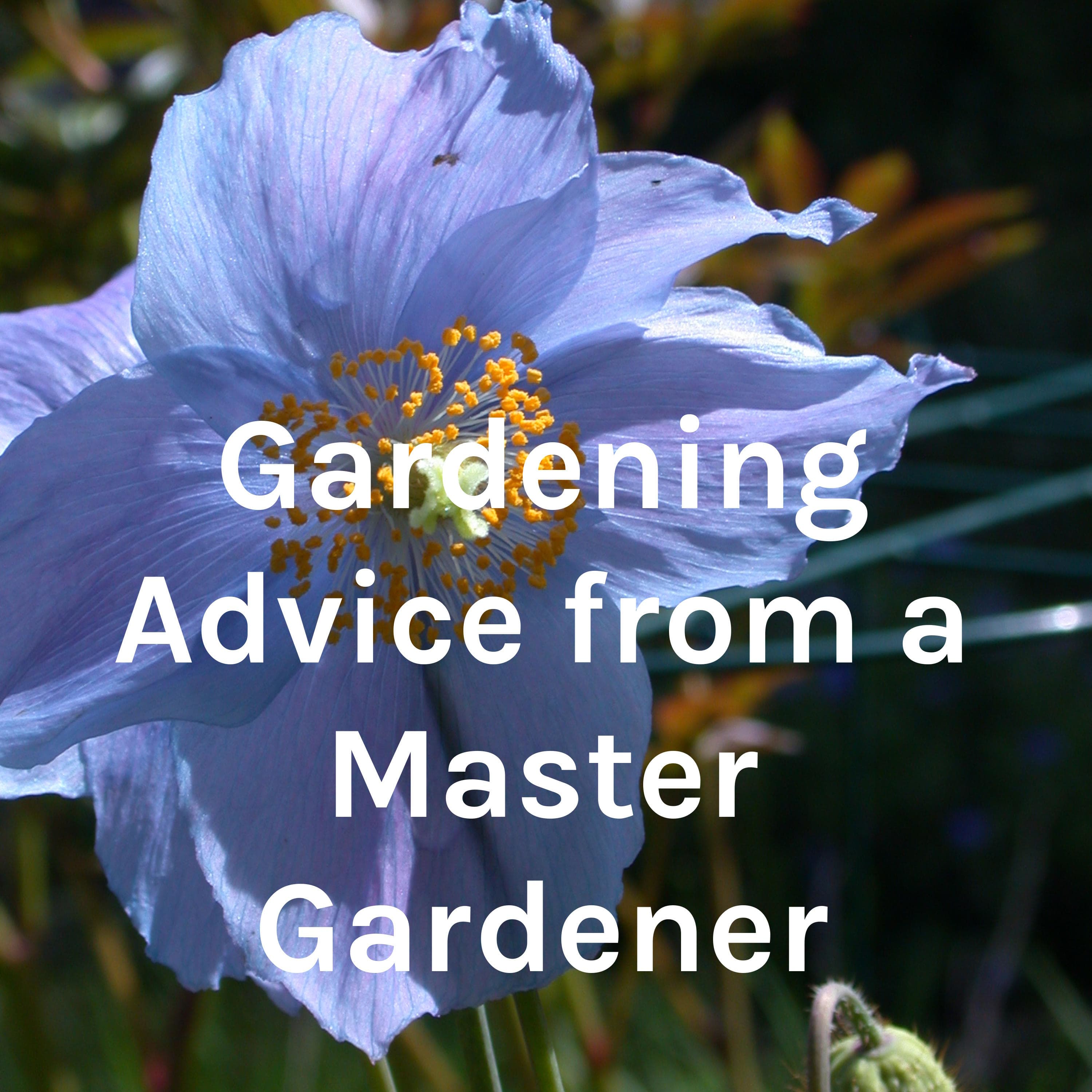 Vegetable gardening
