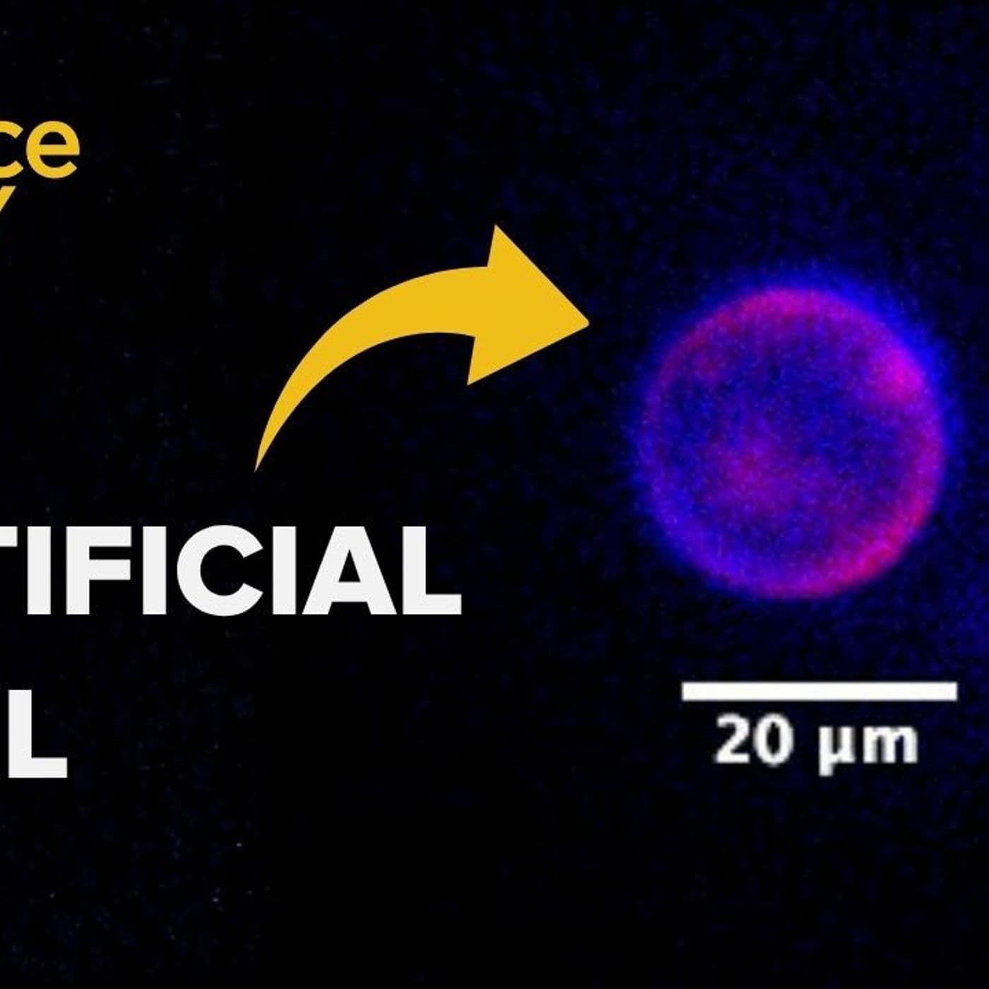 1336: An artificial cell eats, grows, and reproduces. Is it alive?