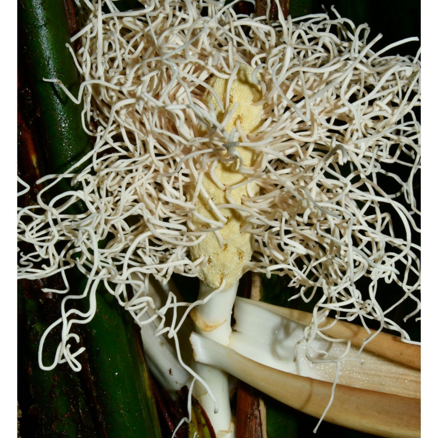 New Plant Discovered in West Texas, Neotropical Palms, & Panama Hats