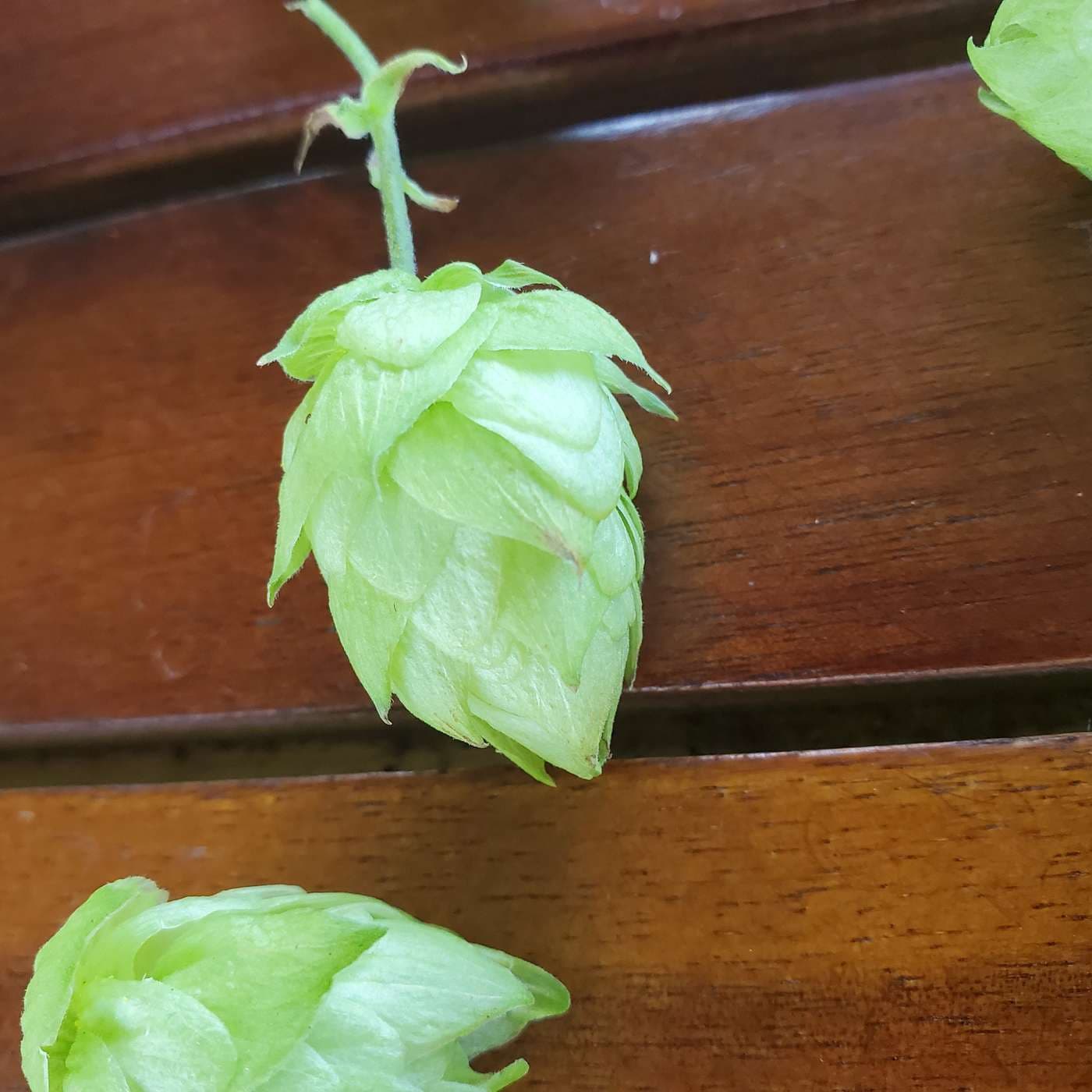 Episode 23 - 2021 Hops Insight, Barley Head Brewing, and Starting a Food Program