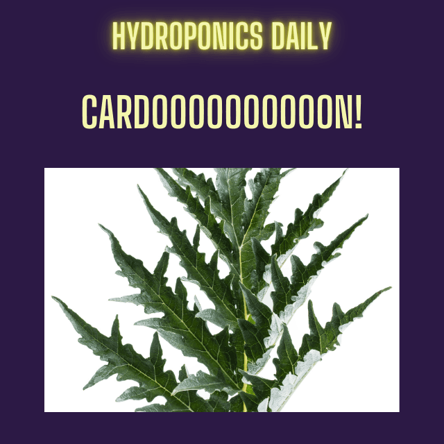 Cardoon: The High‑Value Hydroponic Crop Michelin Chefs Crave
