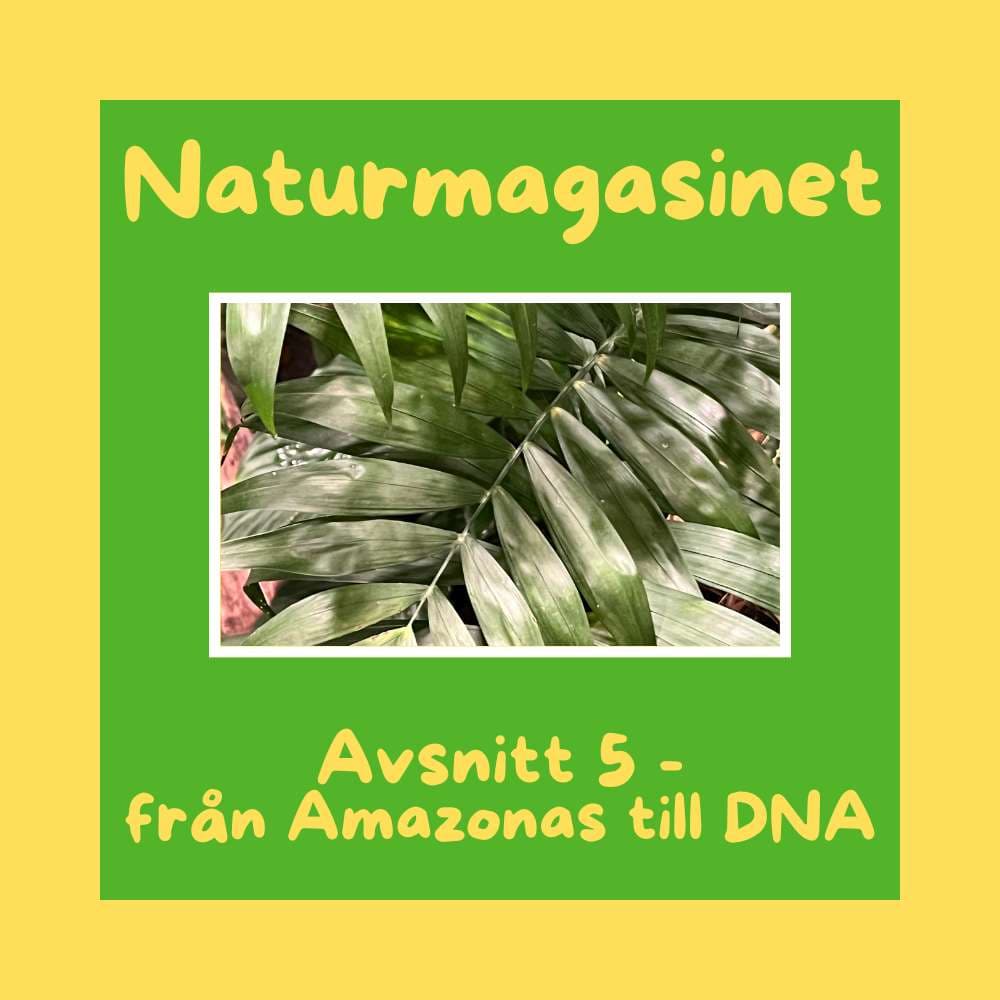 Från Amazonas till DNA